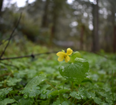 yellow flower in a forest