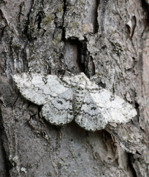 Close up of white peppered moth on the dark bark of a tree