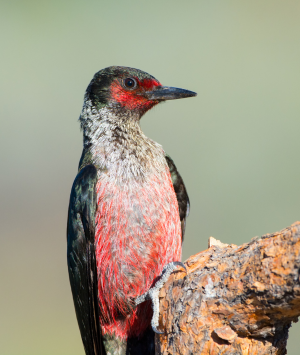 Close up of a red and black bird sitting on a branch