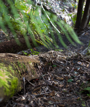 Close up of a fallen log on the forest floor