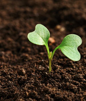 Close up of a small plant growing up from the dirt