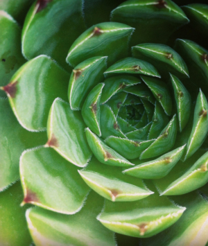 Close up of the inside of a plant that spirals inward