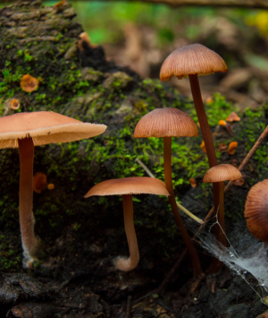 Close up of brown, skinny mushrooms on a tree stump