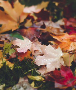 Close up of an assortment of autumn leaves on the ground