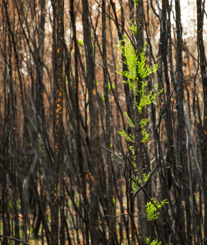 Small green tree stands out amongst a forest of burnt trees