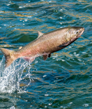 Salmon jumping out of the water