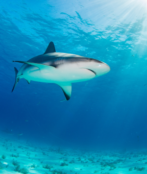 Underwater photo of a shark swimming in the ocean