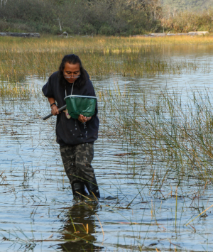 Person wading through water looking into a net