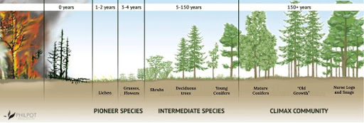 image of forest succession stages: Pioneer species, intermediate species, climax community