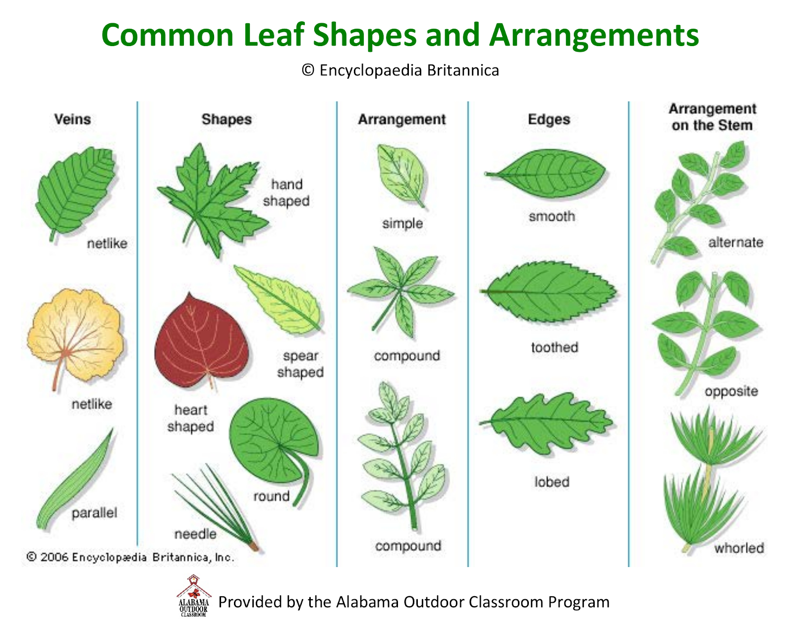 examples of common leave shapes