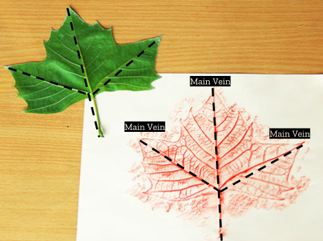 a drawing of a palmate example next to a leaf palmate example