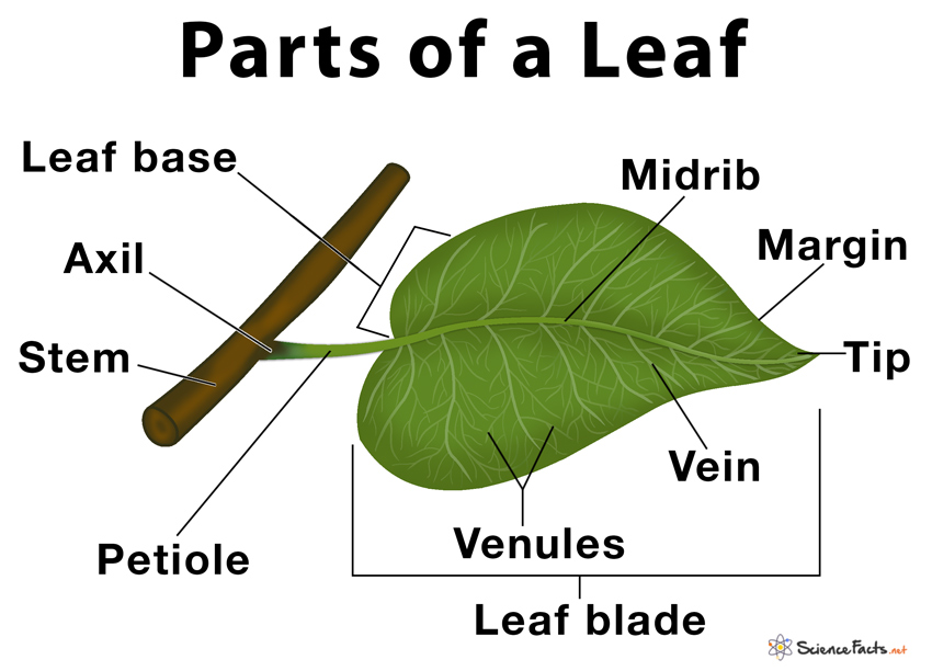 diagram of the parts of a leaf