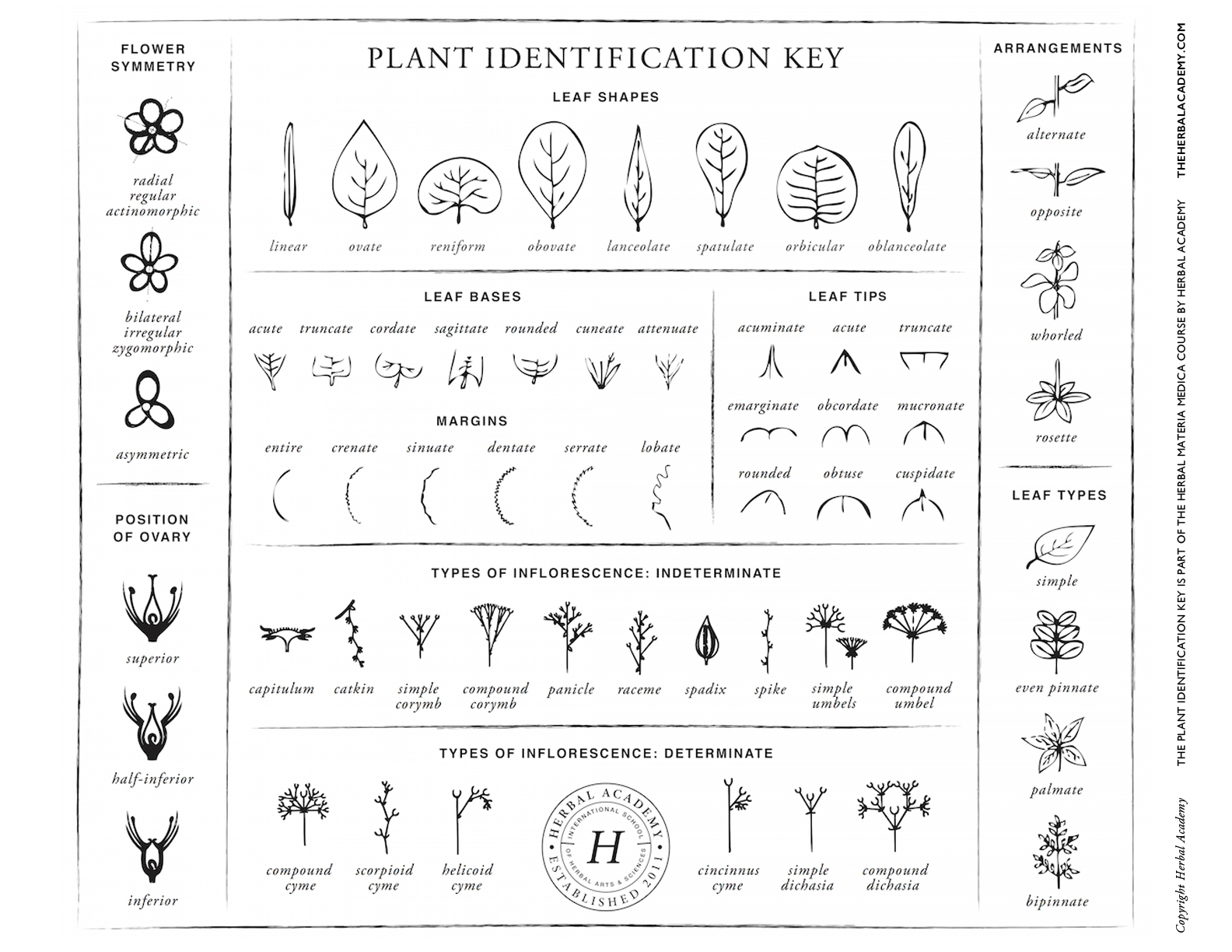 Plant ID key chart