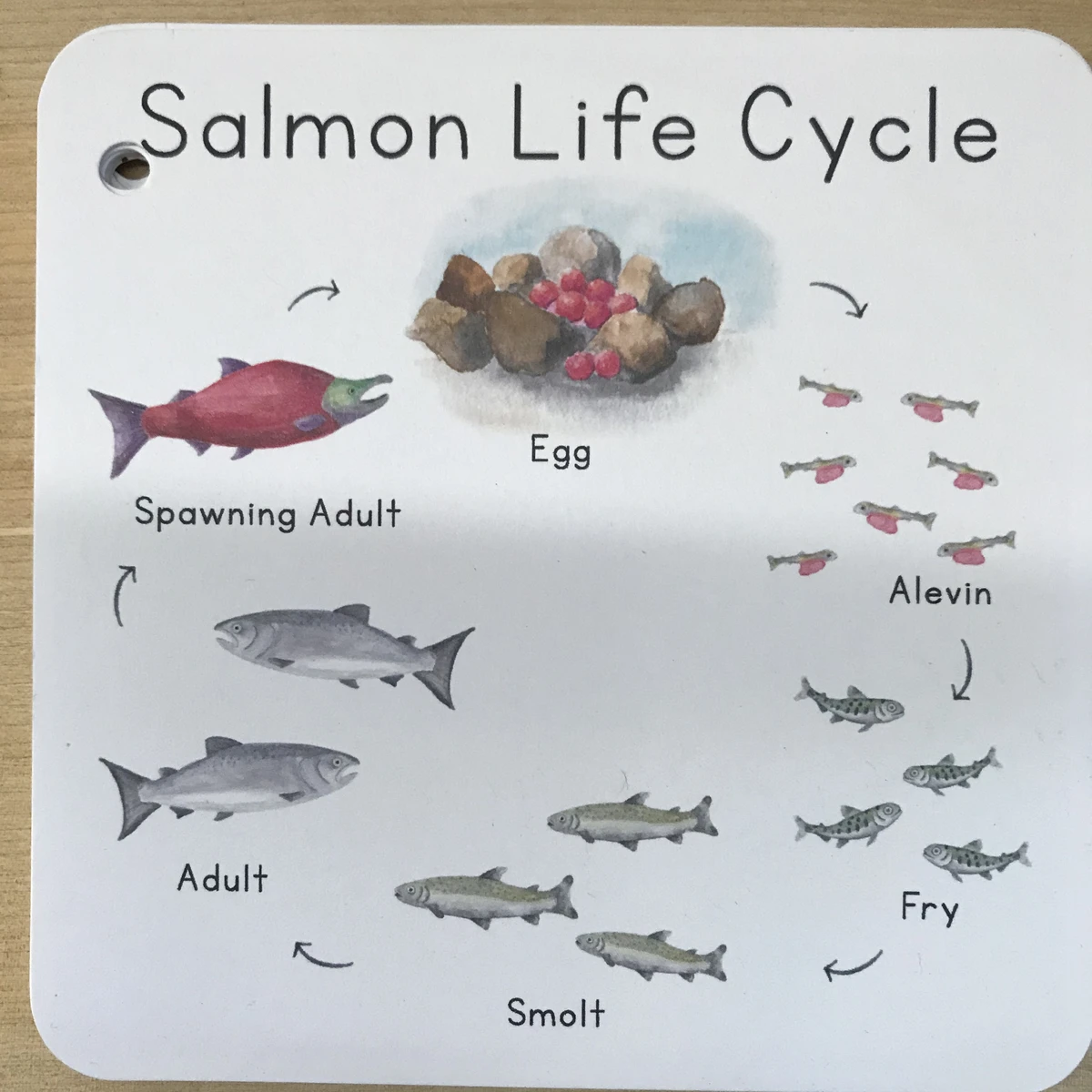 a picture showing the life cycle of a salmon