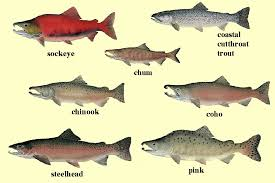 types of salmon