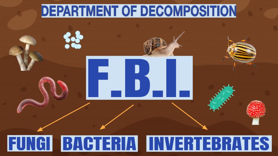 fungi bacteria invertebrate examples