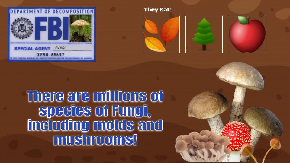 There are millions of species of fungi, including molds and mushrooms