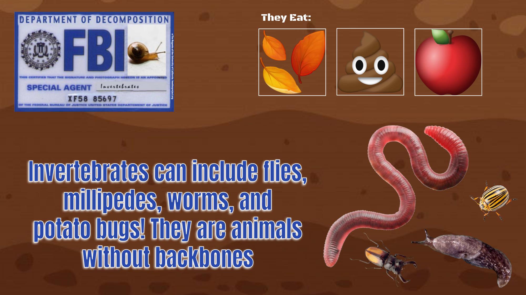 Invertebrates can include flies, millipedes, worms, and potato bugs. They are animals without backbones