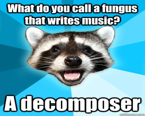 racoon image with joke: What do you call a fungus that writes music? A decomposer