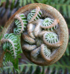 fractal plant