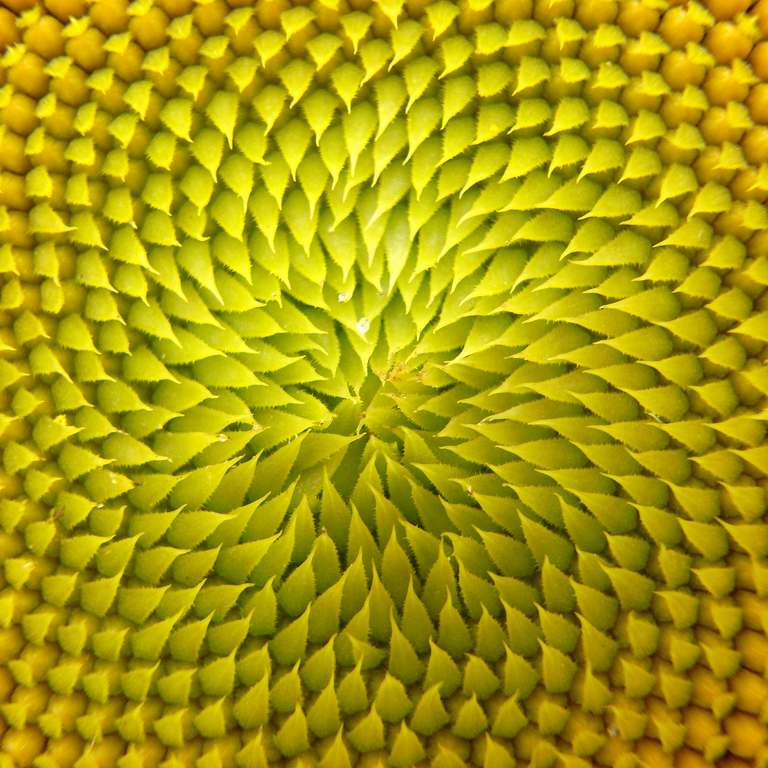 fractal close up of sunflower inner circle