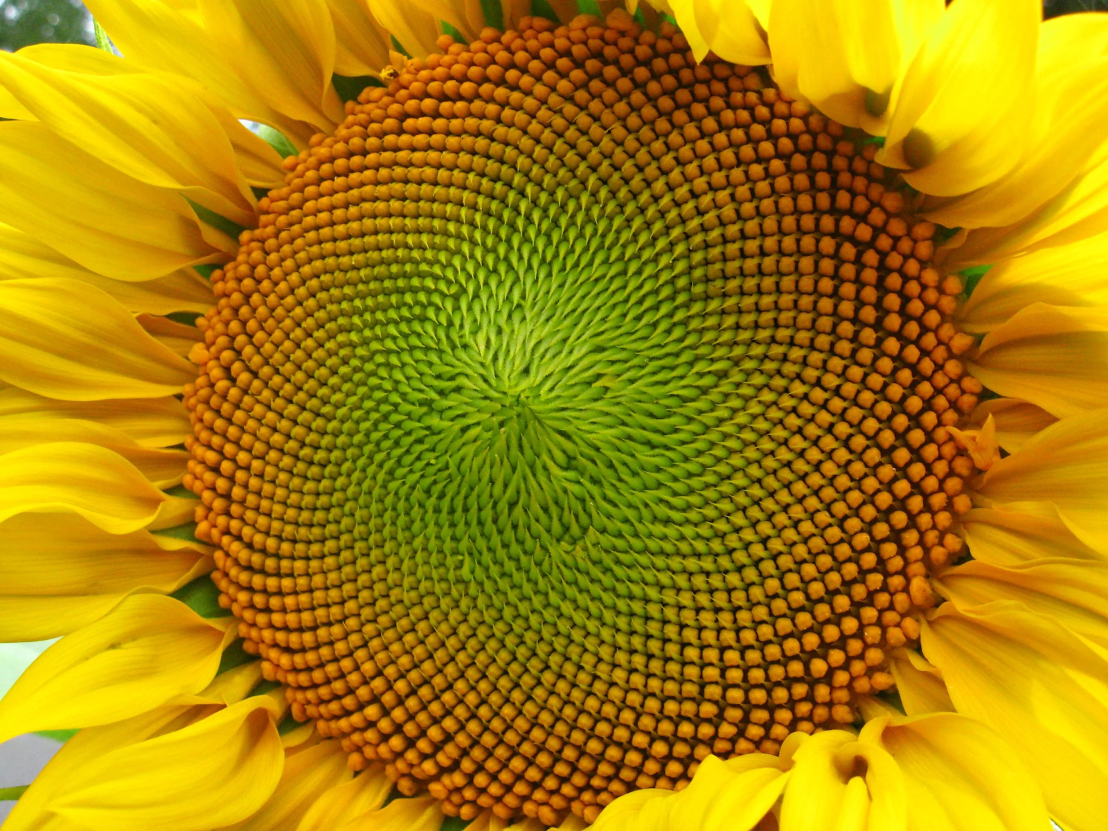 fractal sunflower