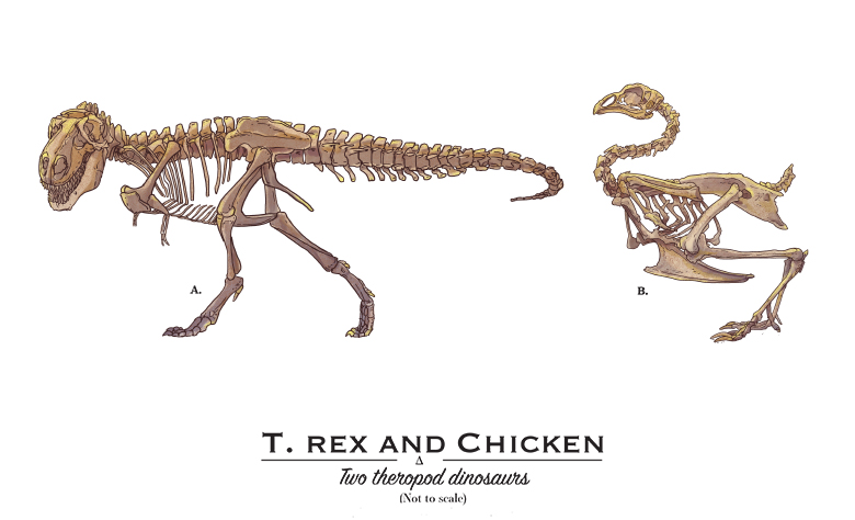 T rex or chicken