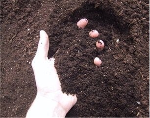 grabbing a handful of soil fromt he ground