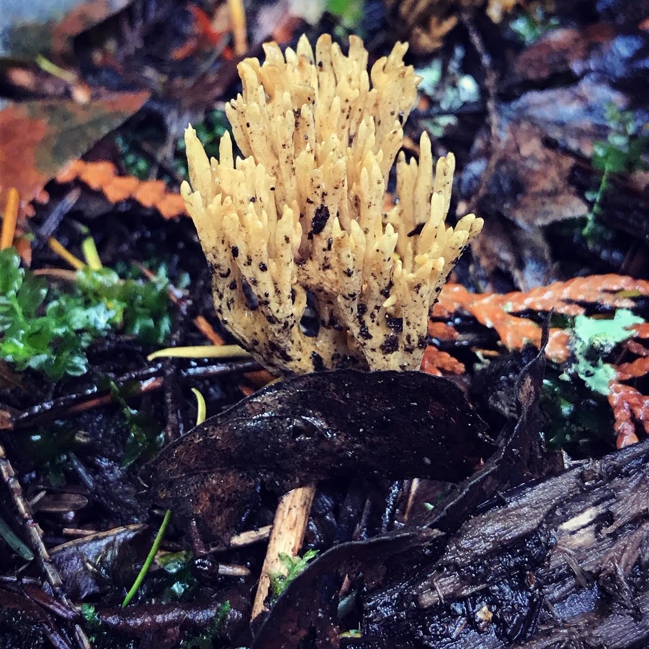 coral fungi growing fromt he ground