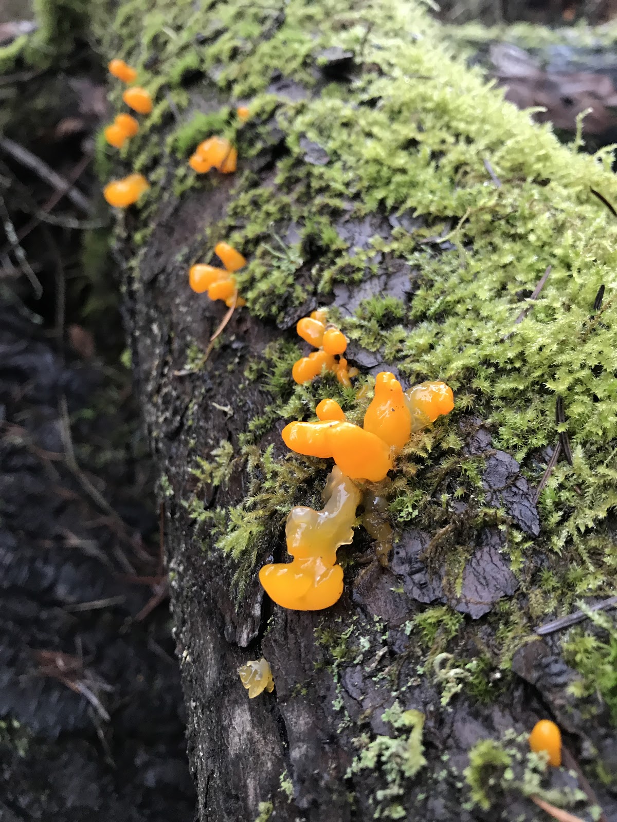 jelly fungus on tree