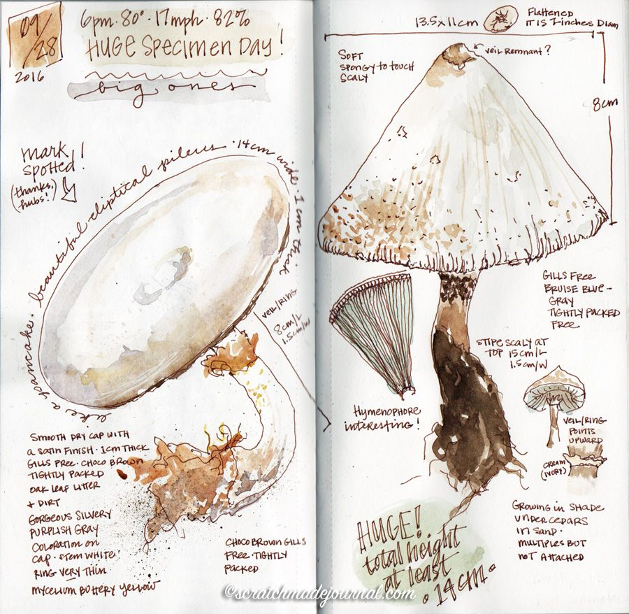 example of a field journal entry, a sketched mushroom