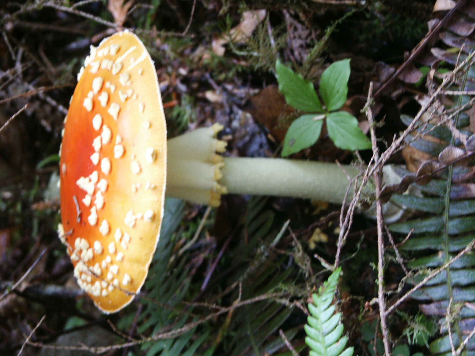 Toadstool mushroom