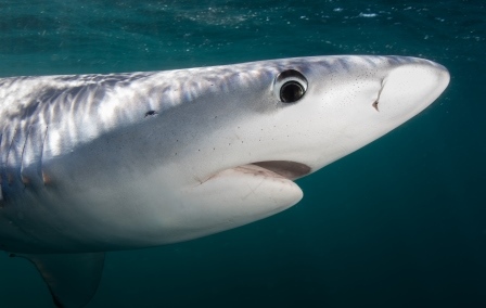 Pacific Blue Shark swimming in ocean