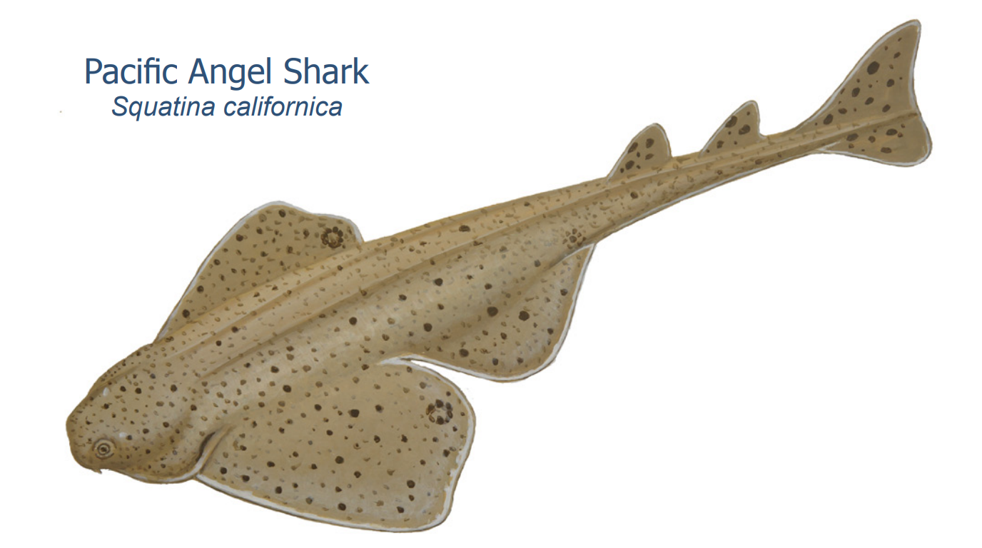 angel shark drawing