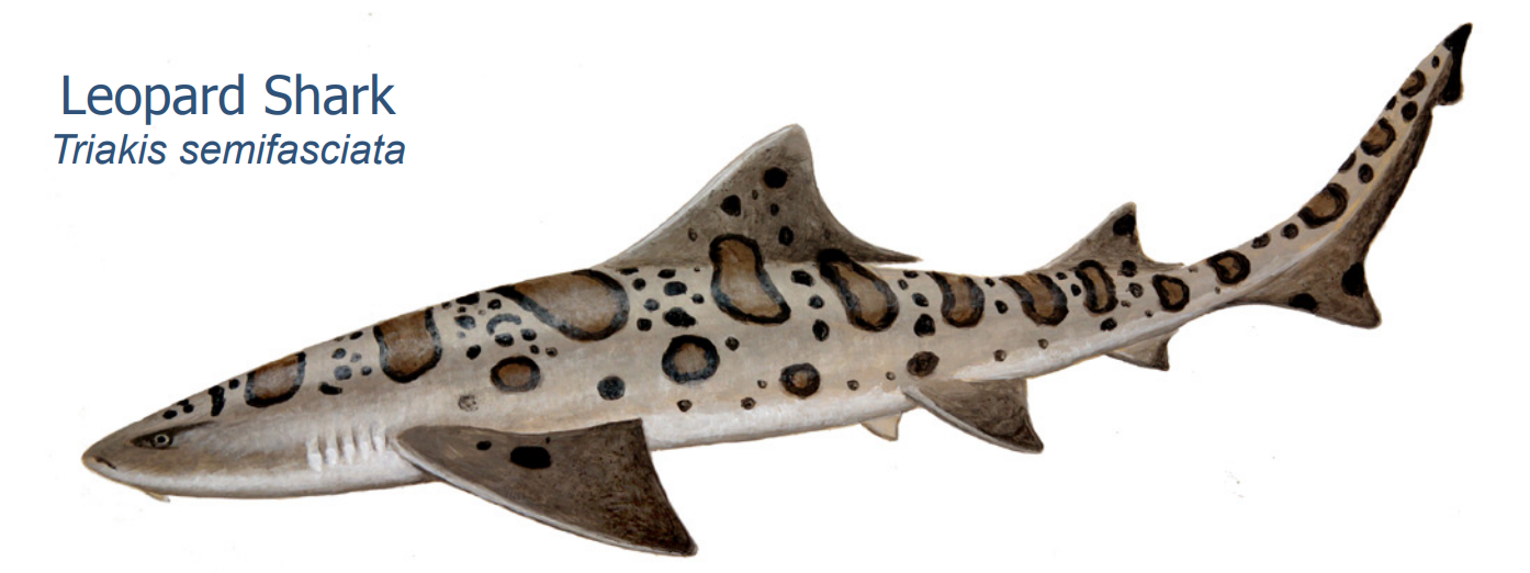 leopard shark drawing