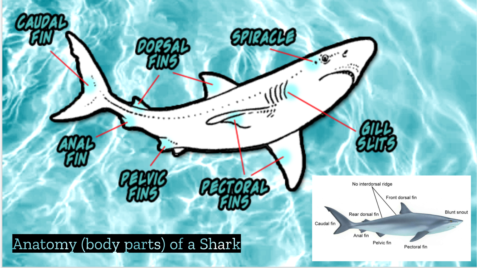 anatomy of a shark fins, spiracle, slits, and snout