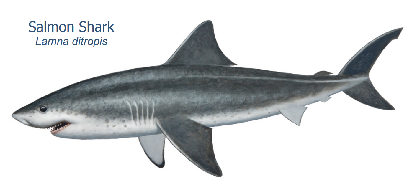 salmon shark