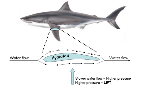 demonstrating water flow and hydrofoil