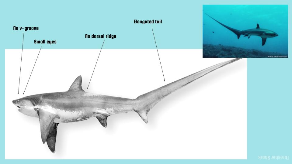 Shark Dichotomous Key 3: flo v-groove, small eyes, no dorsal ridge, elongated tail