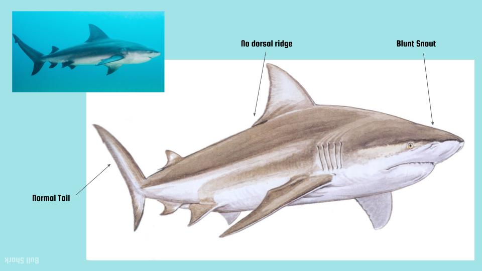 Shark Dichotomous Key 1: Normal tail, no dorsal ridge, blunt snout