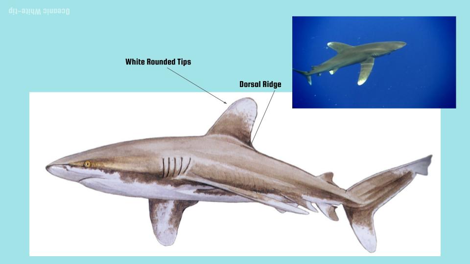 Shark Dichotomous Key 2: white rounded tips, dorsal ridge