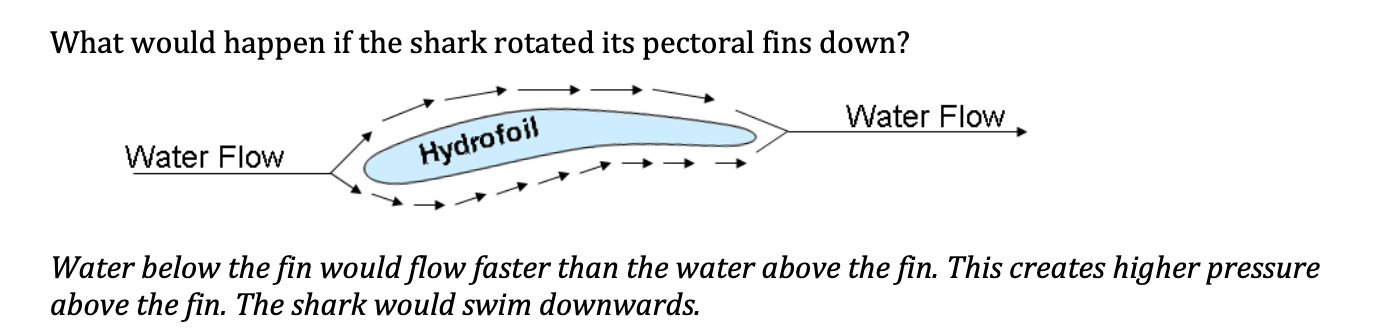 what happens if shark fins are rotated down