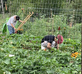 Two Levi students working in the garden